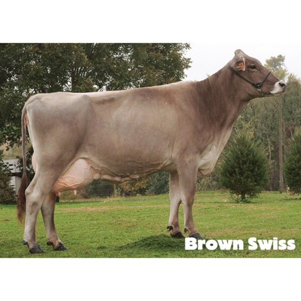 گاو نژاد براون سوئیس