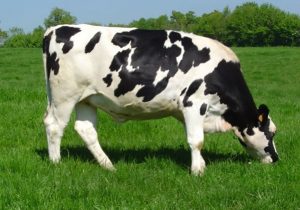 نژاد هلشتاین