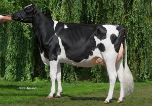 Holstein Friesian cow