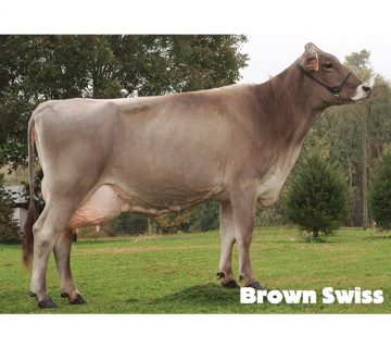 Brown Swiss breed  