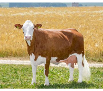 گاو نژاد سیمنتال