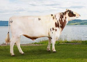 11078 gopollen 300x214 - Norwegian Red cows