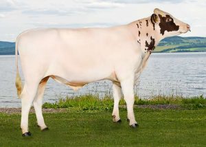11914 herikstad 300x214 - Norwegian Red cows