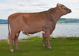 11955 skadsem 300x214 - Norwegian Red cows