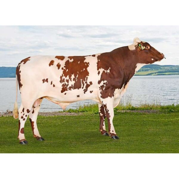 گاو نژاد نروژین رد گاو نژاد نروژین رد