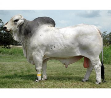 گاو نژاد برهمن