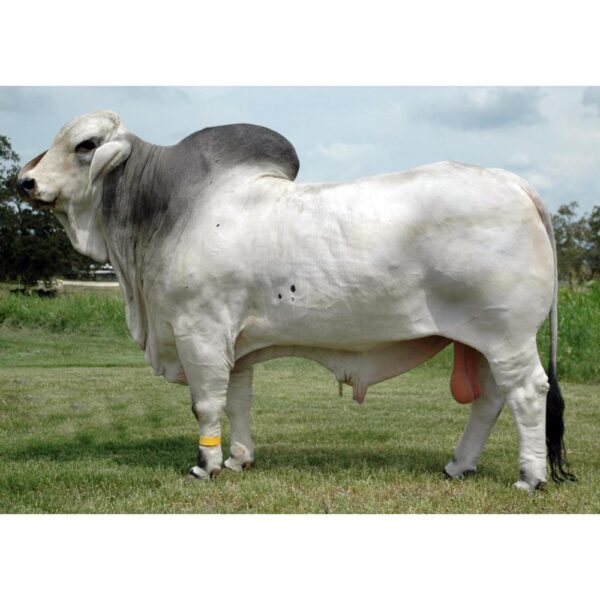 گاو نژاد برهمن