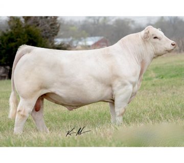 گاو نژاد شاروله