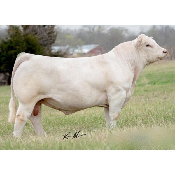 گاو نژاد شاروله