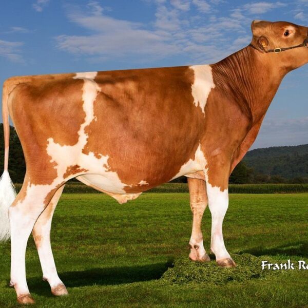 گاو نژاد گرنزی