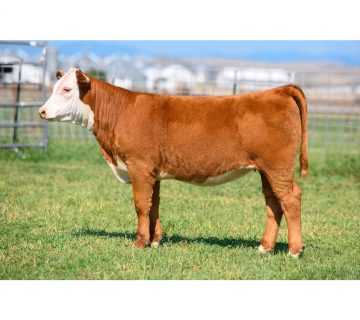 551HH01703P ChurchillLady963G  360x320 - گاو نژاد هرفورد