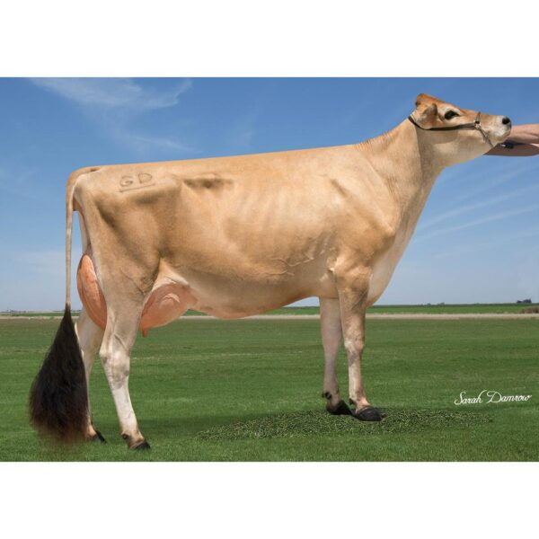 گاو نژاد جرزی گاو نژاد جرزی