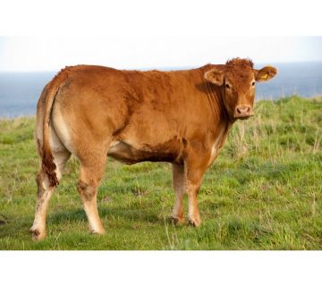 گاو نژاد لیموزین