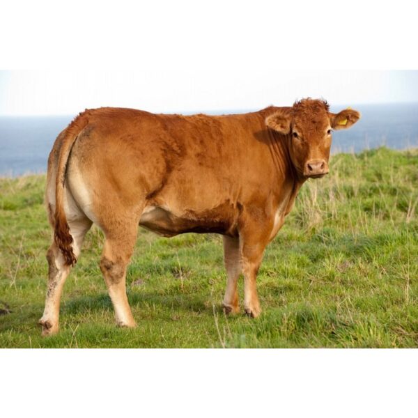 گاو نژاد لیموزین