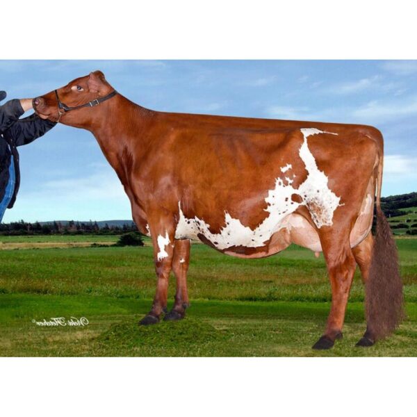 گاو نژاد آیرشایر