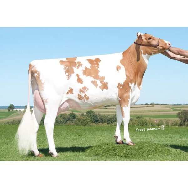 گاو نژاد گرنزی