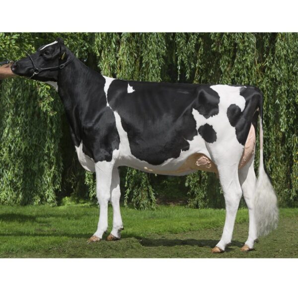 گاو نژاد هلشتاین