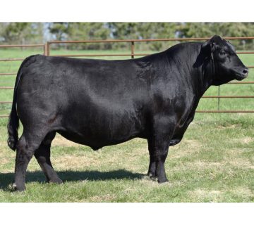 گاو نژاد آنگوس