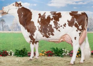 گاو نژاد مونبلیارد