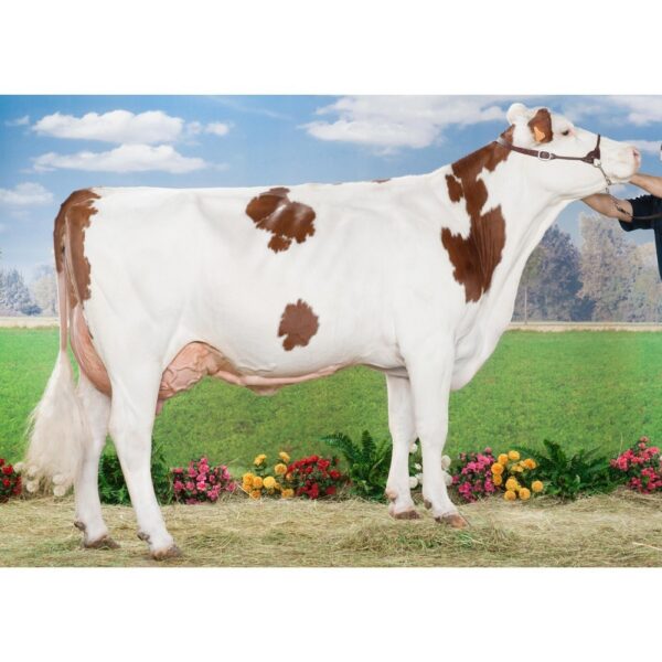 گاو نژاد مونبلیارد