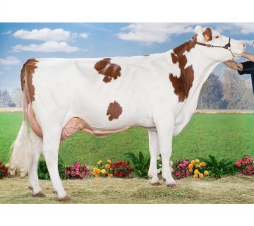 گاو نژاد مونبلیارد