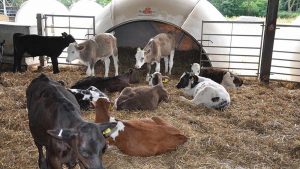 winter health calf DF SEPT beef pneumonia  0006 copy Main 300x169 - بهداشت گوساله