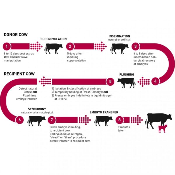 انتقال جنین