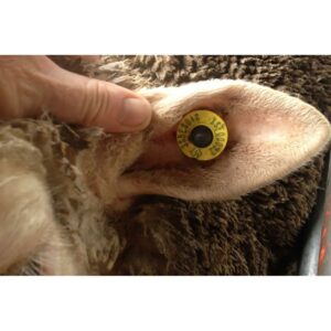 پلاک گوش 300x300 - پلاک-گوش