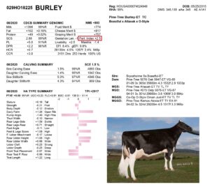 st 300x268 - Dairy Bull - 029HO18225 - Pine-Tree Burley-ET