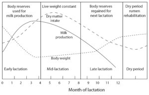 شکل 1- میزان مصرف ماده خشک، بازده شیر و تغییرات وزن گاو در مراحل مختلف شیردهی