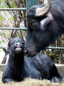 تولید مثل گاومیش تولید مثل گاومیش