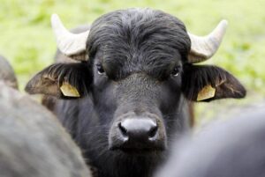 گاومیش 3 2 300x201 - گاومیش