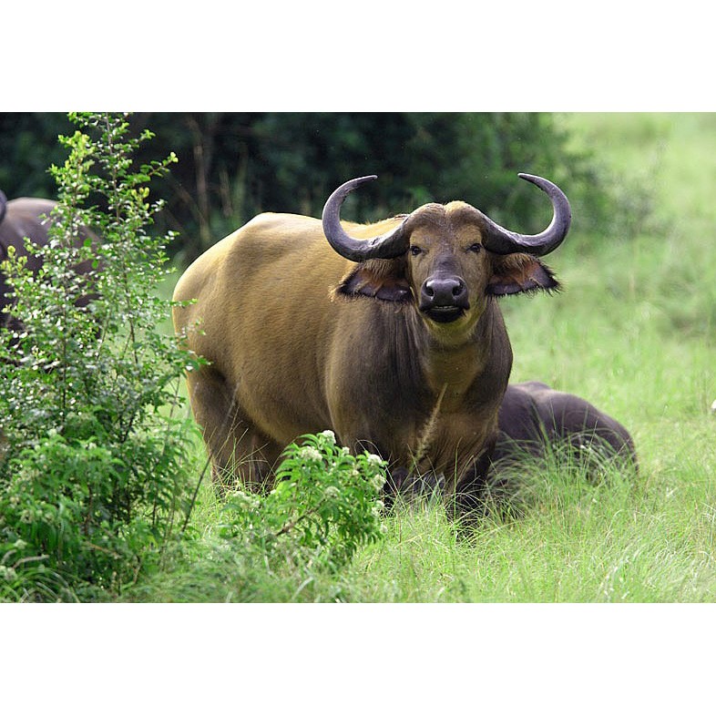 عکس اولیه گاومیش