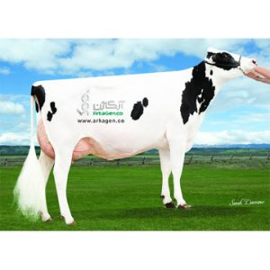 اسپرم های وارداتی و داخلی نژاد هلشتاین