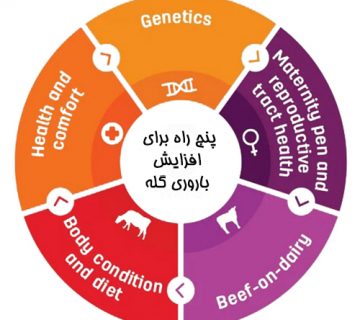 پنج راه برای افزایش باروری گله