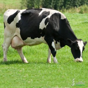 چرا گاوها آبستن نمی شوند؟