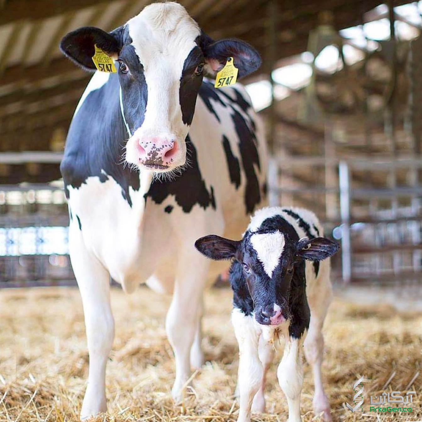 چرا گاوها آبستن نمی شوند؟