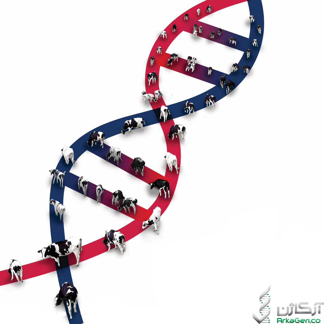 چهار شاخص کلیدی سودآوری که باید در انتخاب ژنتیکی به آن ها توجه کرد