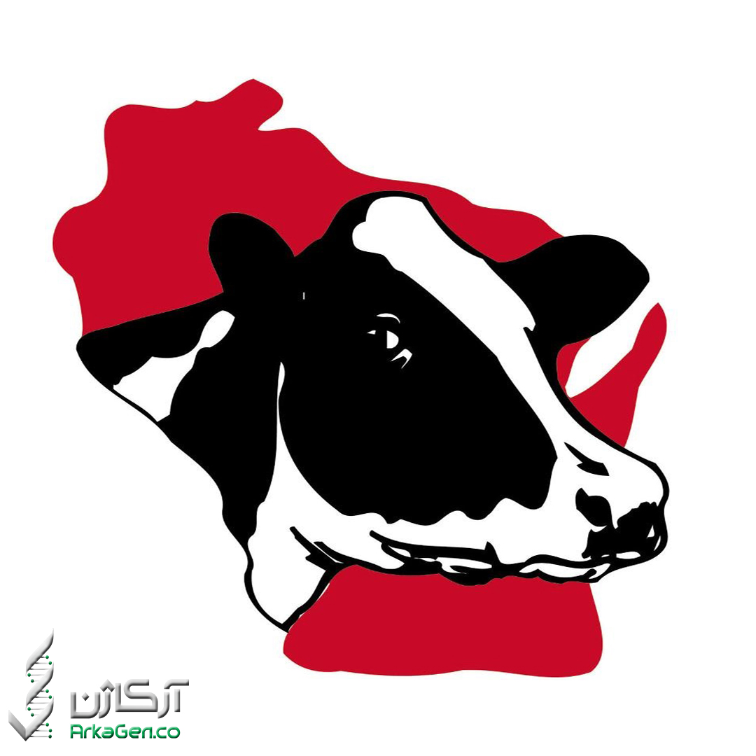 صد گاو نر برتر آگوست 2023