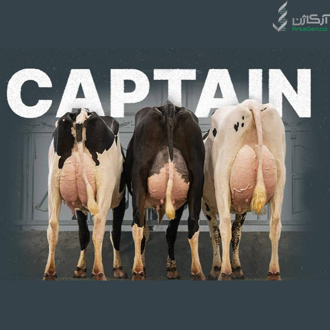 برترین گاو نر دنیا را بهتر بشناسیم