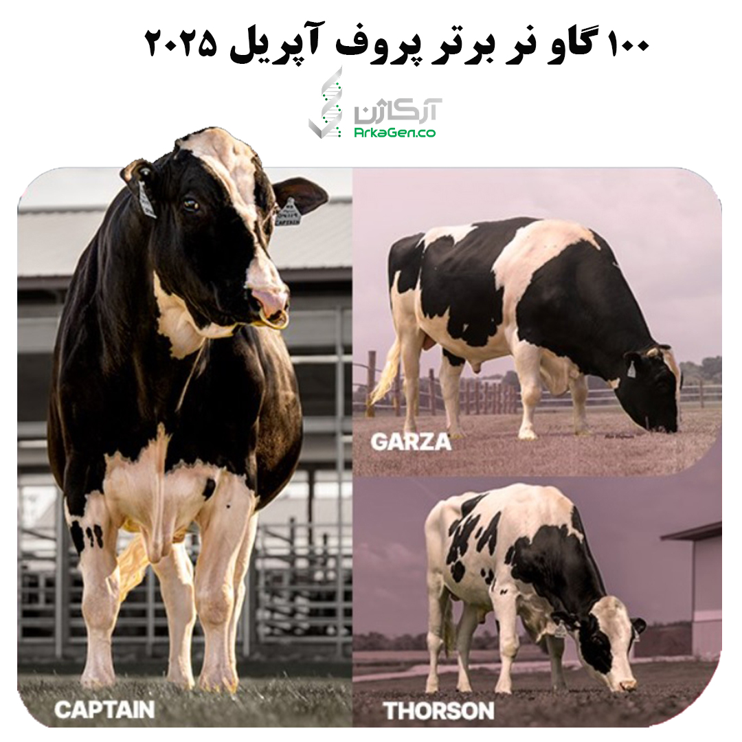 صد گاو برتر آپریل 2025